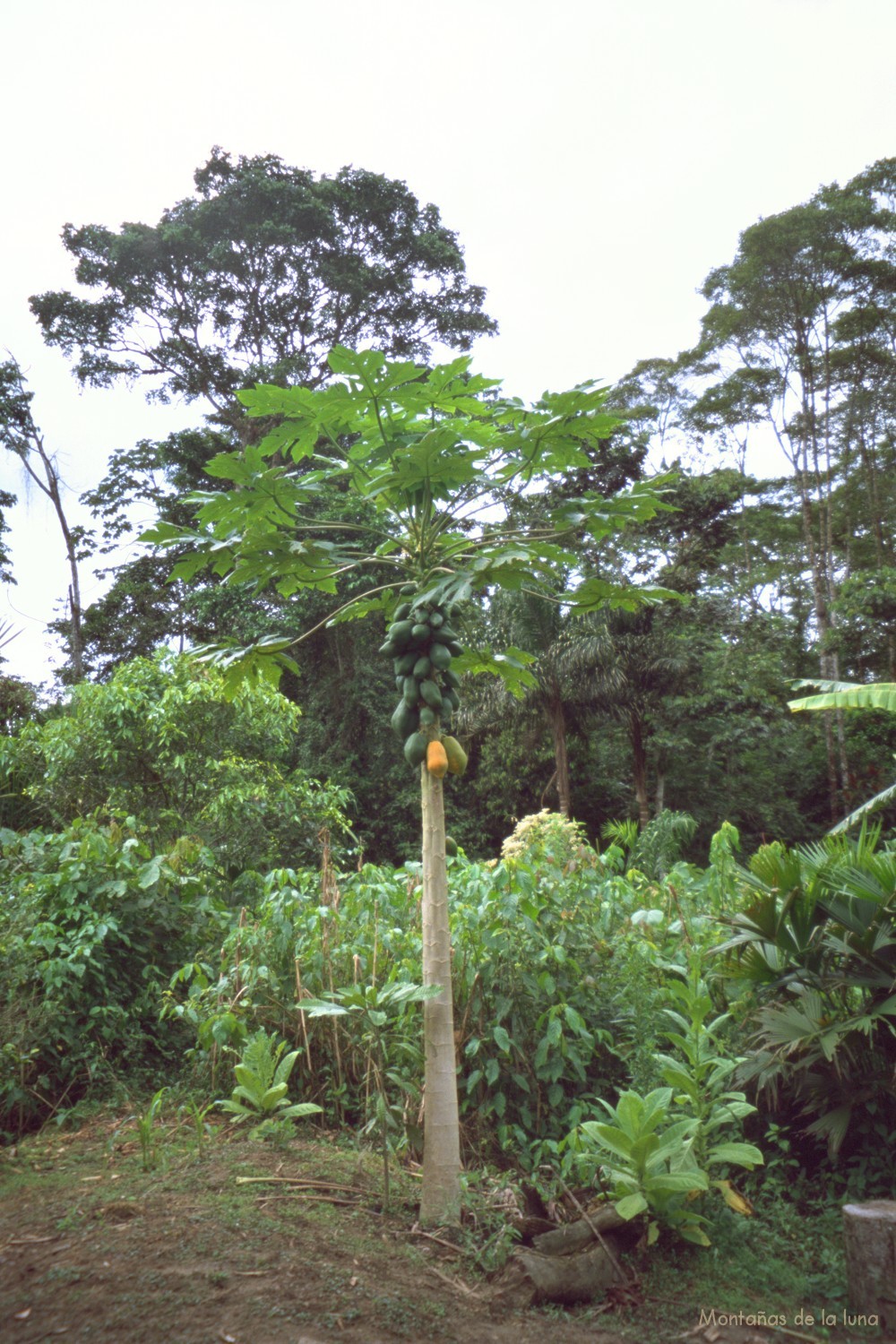 Árbol de la papaya cerca de la cabaña Shuar